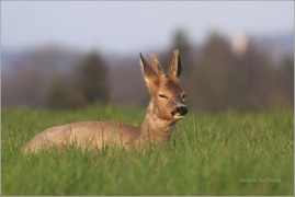 <p>SRNEC OBECNÝ (Capreolus capreolus) Šluknovsko - Jiříkov (European roe deer / Europäisches Reh</p>